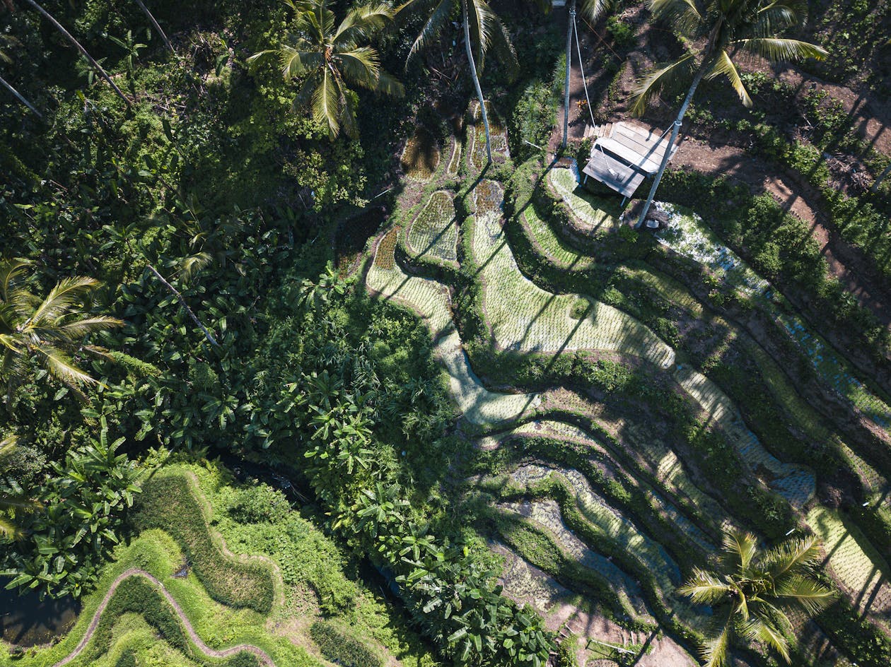 Rizières en terrasses de Tegallalang à Ubud Bali vues du ciel